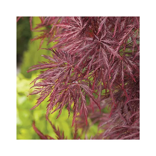 Erable du Japon (ACER PALMATUM DISSECTUM INABASHIDARE ) Le pot de 15 litres