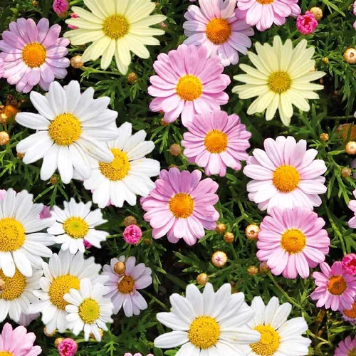 Anthemis Varie. Le pot de 1 litre