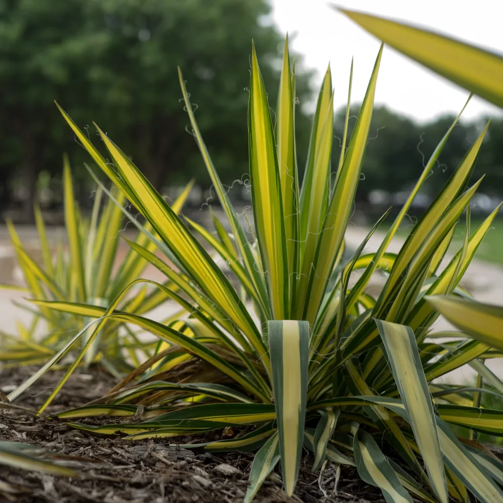 Yucca fillamentosa Colour Guard Yucca filamentosa Colour Guard