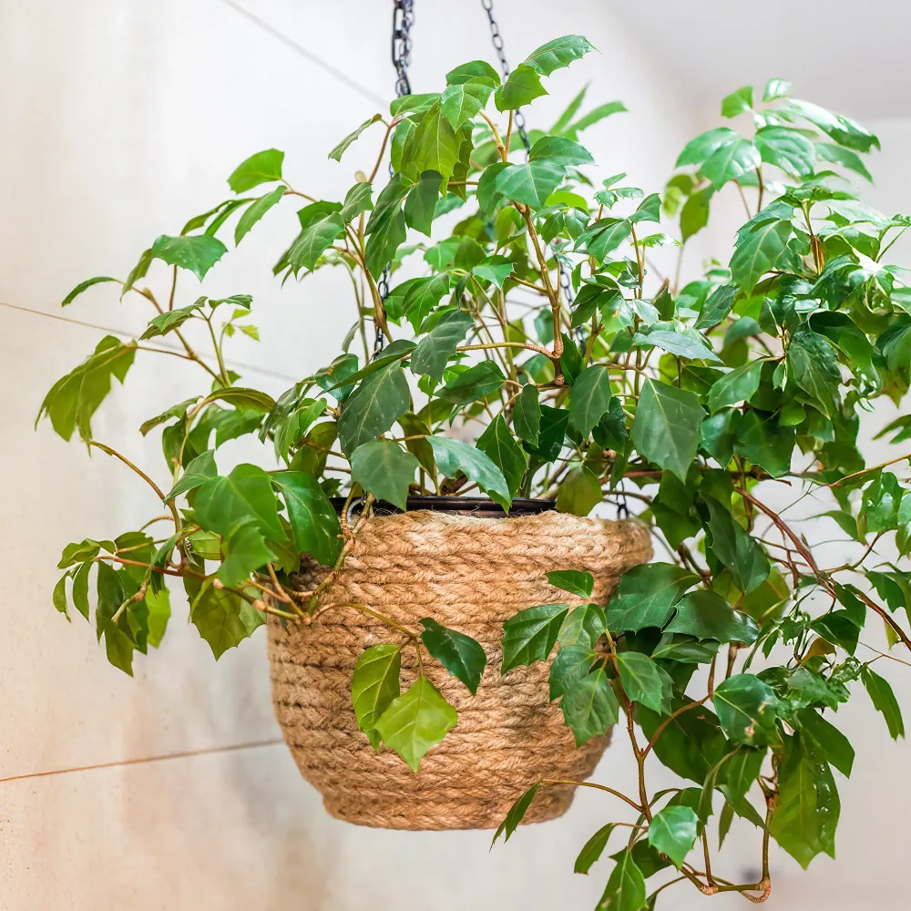 Cissus Ellen Danica Cissus ellen danica