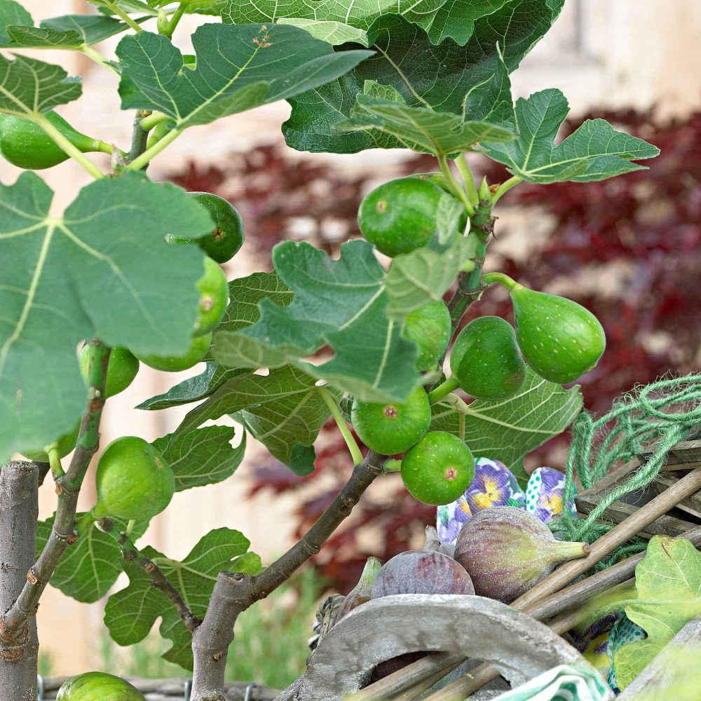 Figuier Perretta Ficus carica Gustissimo Perretta