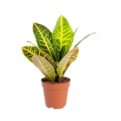 Croton Petra pot Ø13 cm/ H45 cm