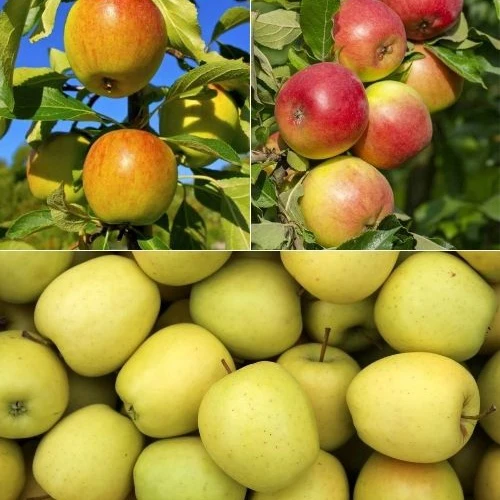 Collection de Pommiers : Reine de reinettes, Cox's, Golden Delicious Malus domestica reine de reinettes, cox's, golden delicious