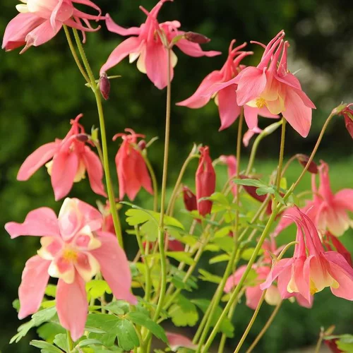 Ancolie à fleurs multicolores - Le pot de 0,5 litre