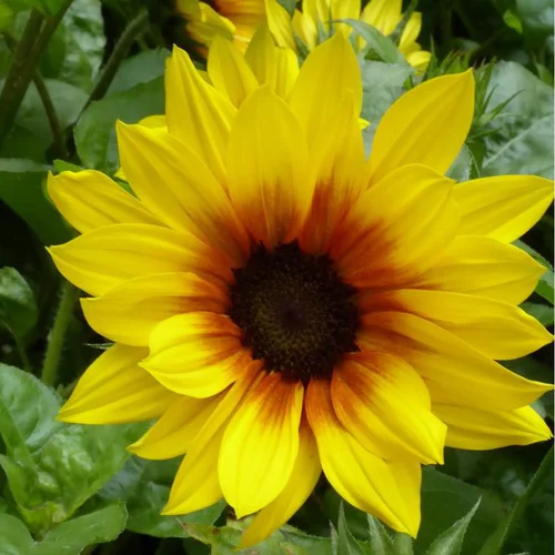 Tournesol Vivace - Le pot de 3 litres