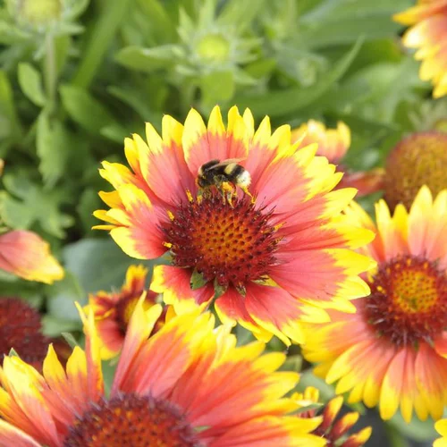 Gaillarde à fleurs multicolores - Le pot de 3 litres