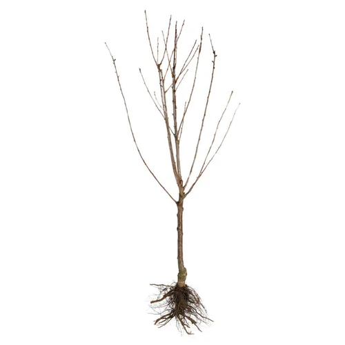 Cerisier St Antoine® Poisdel. En racine nue, forme gobelet