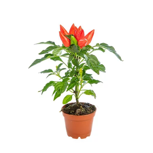 Capsicum Plante Baby en pot Ø 5,5/6 cm