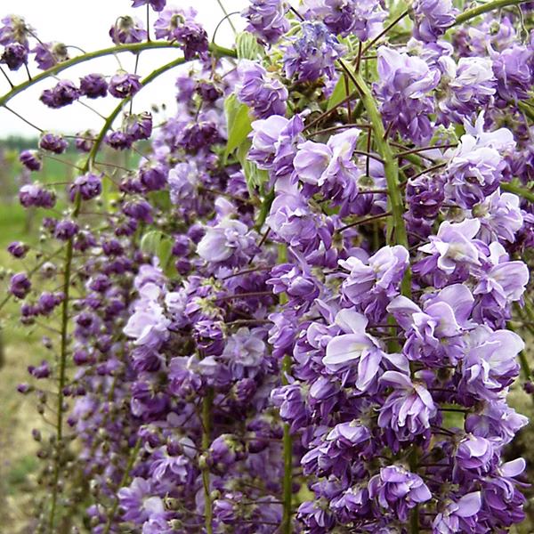 2 x Glycine Japonaise | Wisteria floribunda 'Violacea Plena' – 50 – 60 cm pot