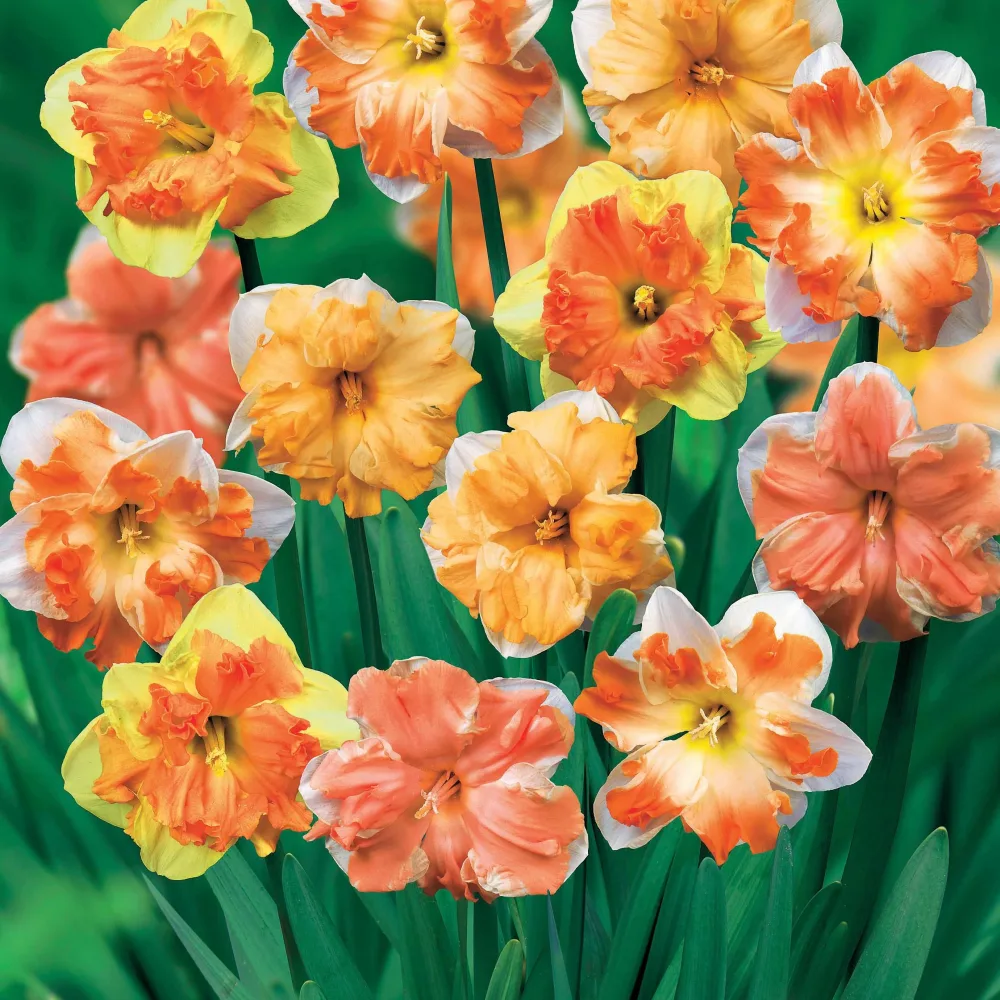 10 Narcisses à fleurs d'Orchidées en mélange Narcissus