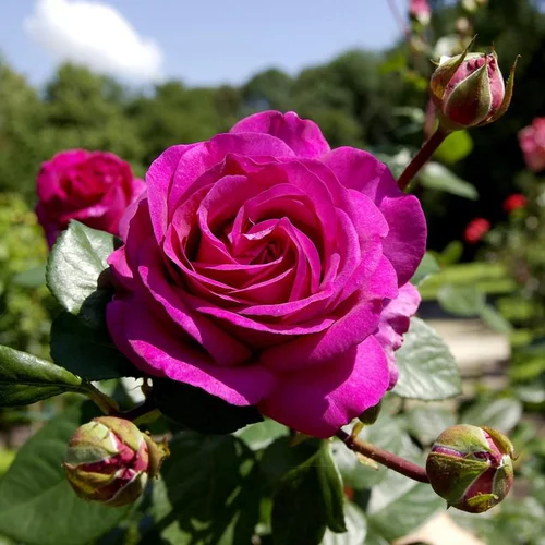 Rosier Grandes Fleurs extra – Pot de 4L