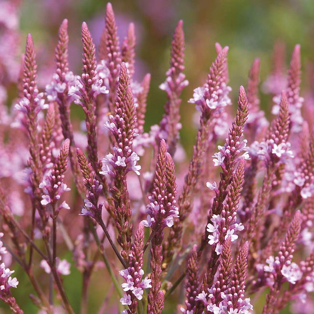 6 x Verveine hastée 'Pink Spires' – Verbena hastata 'Pink Spires', godet 9cm x 9cm