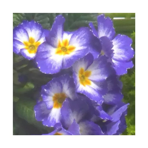 Primevère des jardins - La coupe en terre cuite