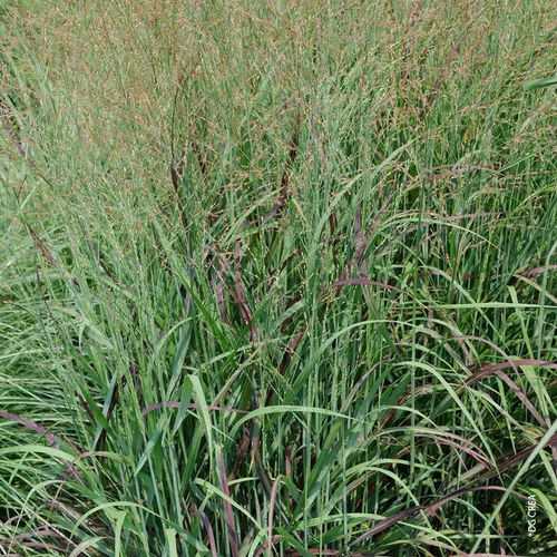 Panicum Virgatum Shenandoah - Le bac carré