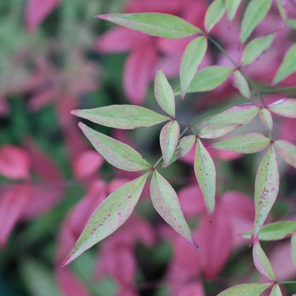 Bambou sacré nain Flirt Nandina domestica Flirt Murasaki