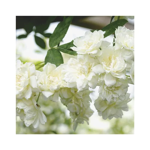 Rosier Banksiae Alba Plena – Pot de 6L