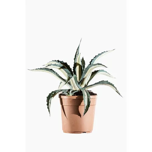 Agave Americana Mediopicta en pot déco de 12 L jaune