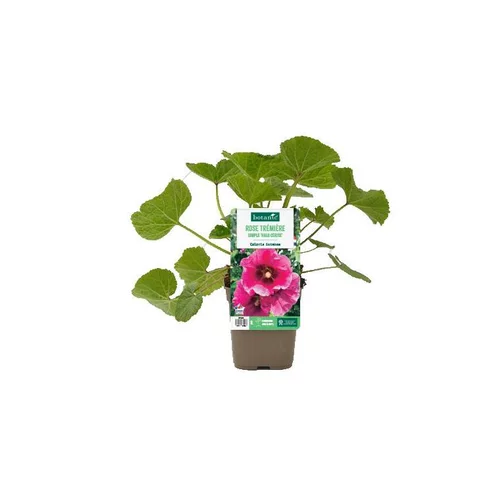 Rose trémière simple ‘Halo Cerise’ - Le pot de 1 litre