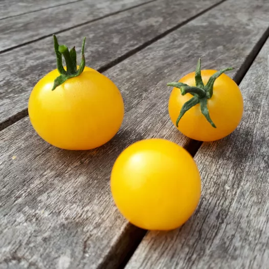 Tomate cerise Balconi jaune | Semences bio et reproductibles