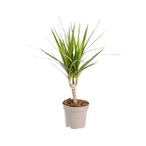 Dracaena Marginata. Le pot Ø 12 cm
