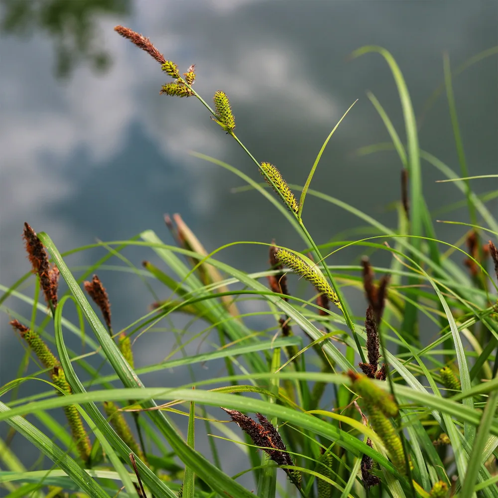 Laîche des rives - Carex Carex riparia