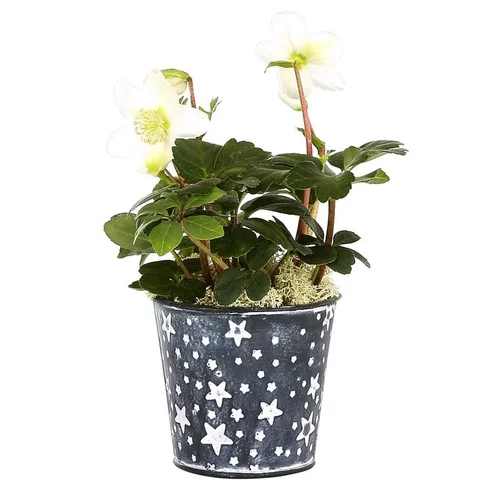 Rose de Noël pot zinc étoile - Le pot déco