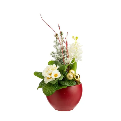 Composition jacinthes,primevère et sapin enneigé en coupe rouge