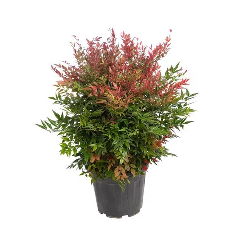 Nandina Domestica rouge 80/100 cm en pot de 20 L