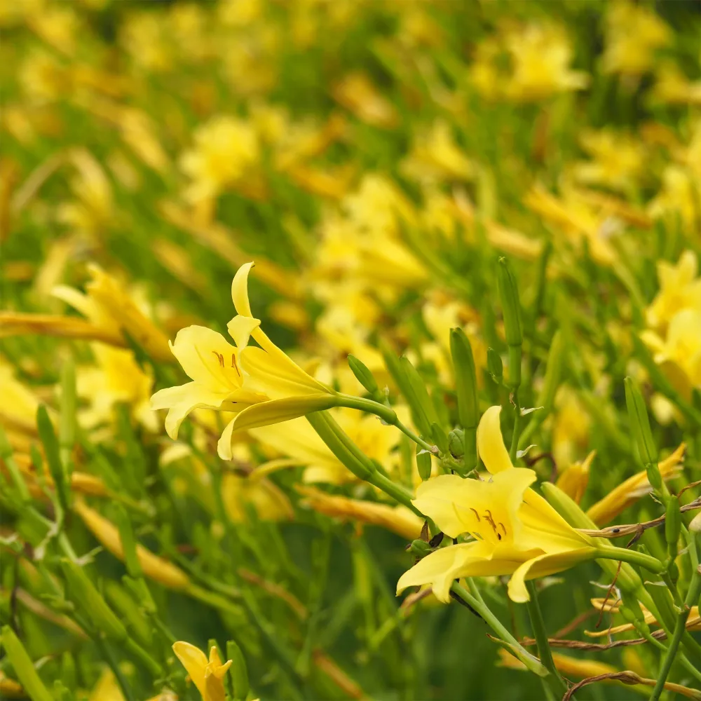 Hémérocalle citrina Hemerocallis citrina