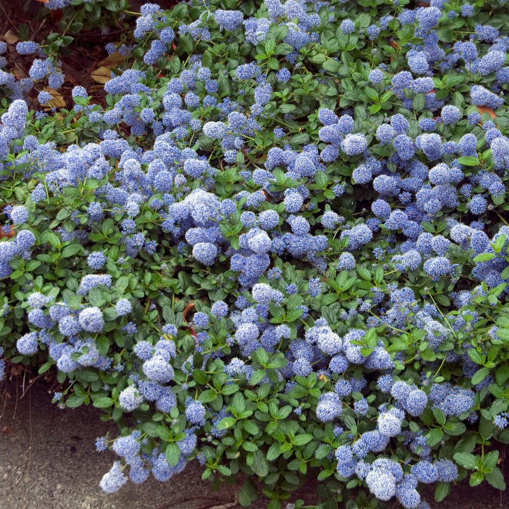 Céanothe repens Ceanothus thyrsiflorus repens