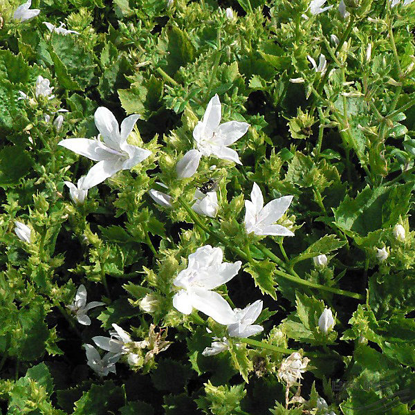 6 x Campanule des murets – Campanula poscharskyana 'E.H. Frost', godet 9cm x 9cm