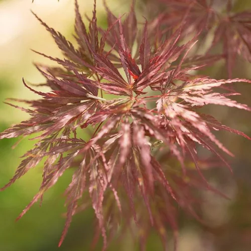 Erable du Japon (Acer Palmatum) Tamukeyama. Le pot de 220 litres