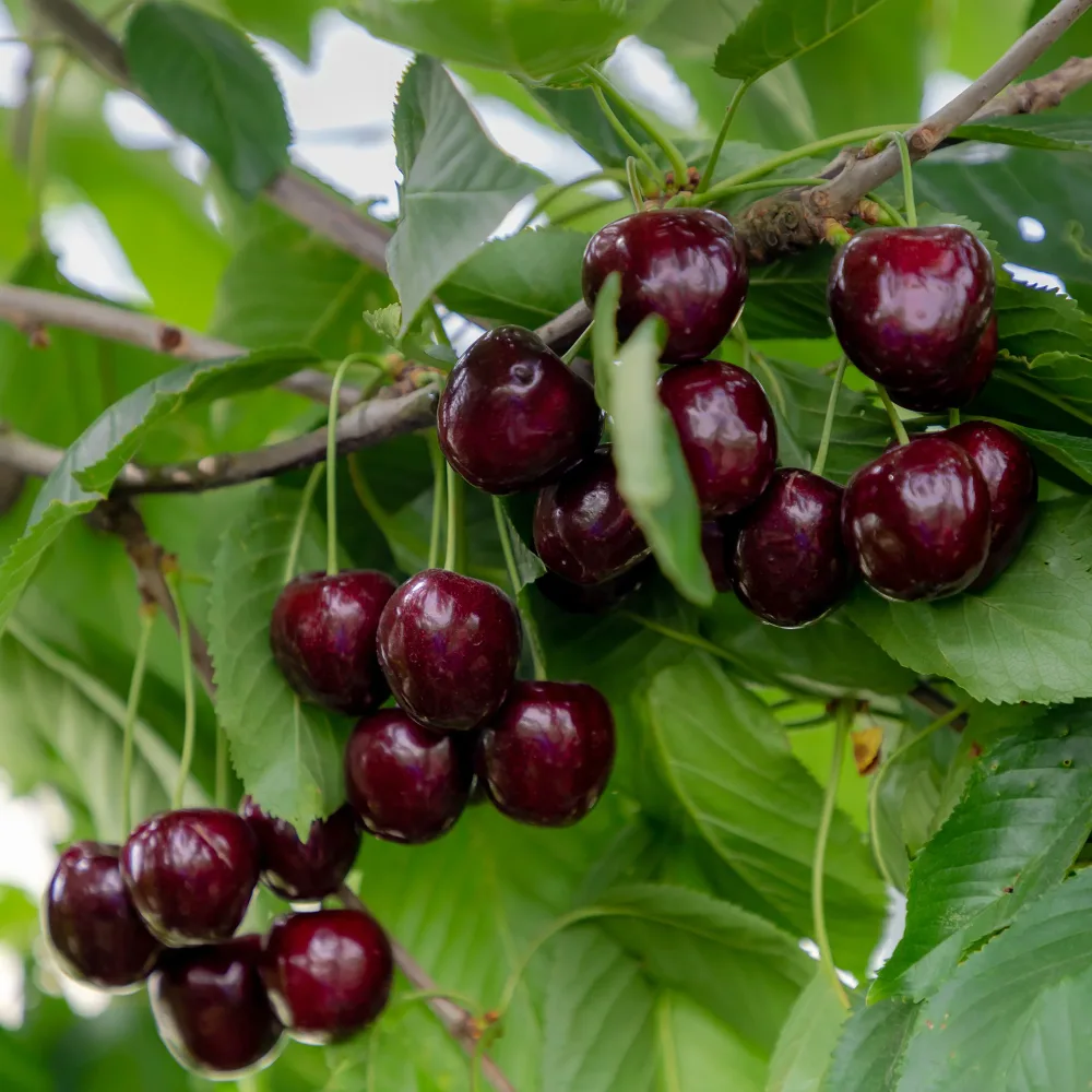 Cerisier Regina Prunus avium Regina