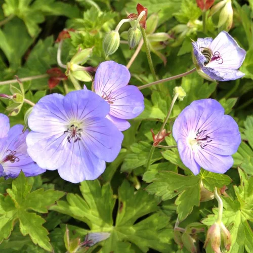 Géranium vivace rozanne gerwat bleu en pot de 2 L