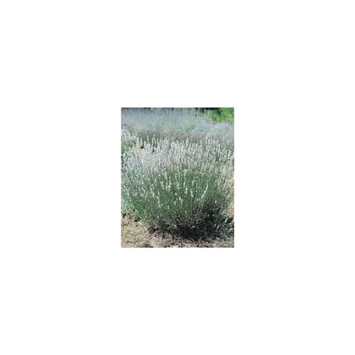 Lavandula Angustifolia Edelweiss – Pot de 2L