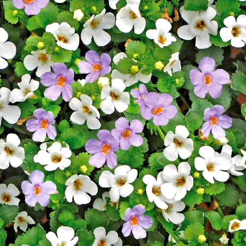 Bacopa Tricolor Melange. Le pot de 6 litres