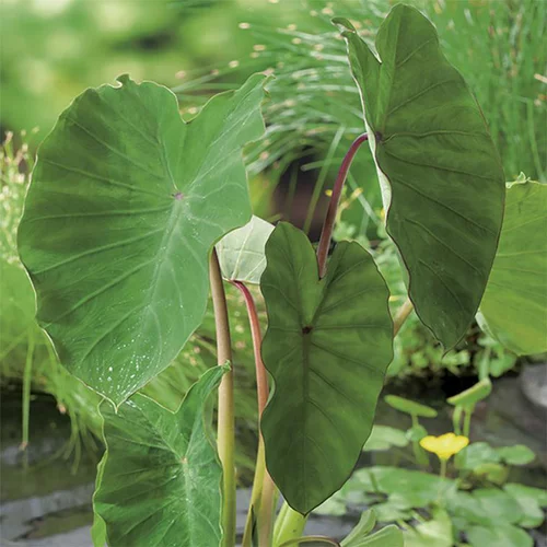 Colocasia pot de 3 litres