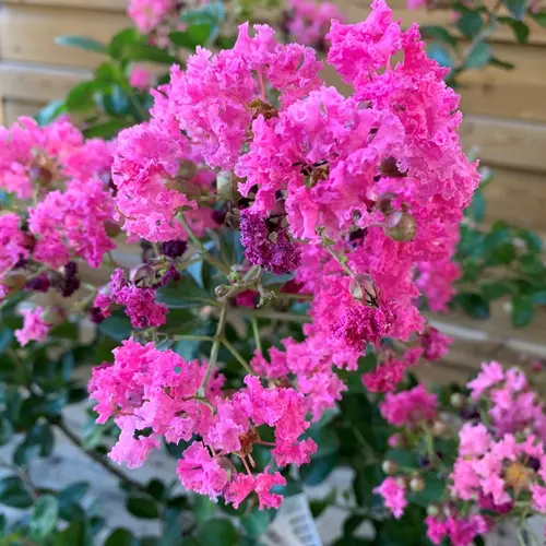 Lagerstroemia Indica varié rose. Le pot de 4 litres, forme touffe