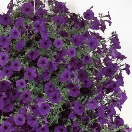 Pétunia retombant Wave Bleu F1 Petunia x hybrida hedgiflora