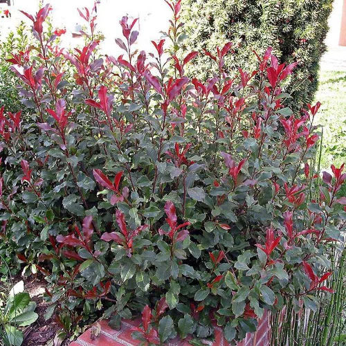 Photinia Fraseri Corallina rouge en pot de 4 L