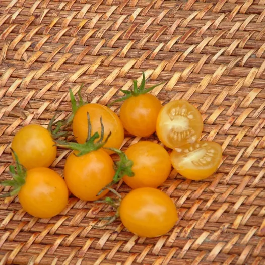 Tomate cerise jaune cocktail Clémentine | Semences bio et reproductibles