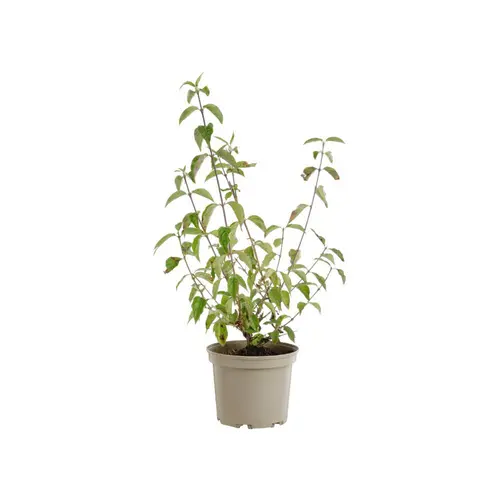 Cornus Sanguinea coloris orange – 3 L