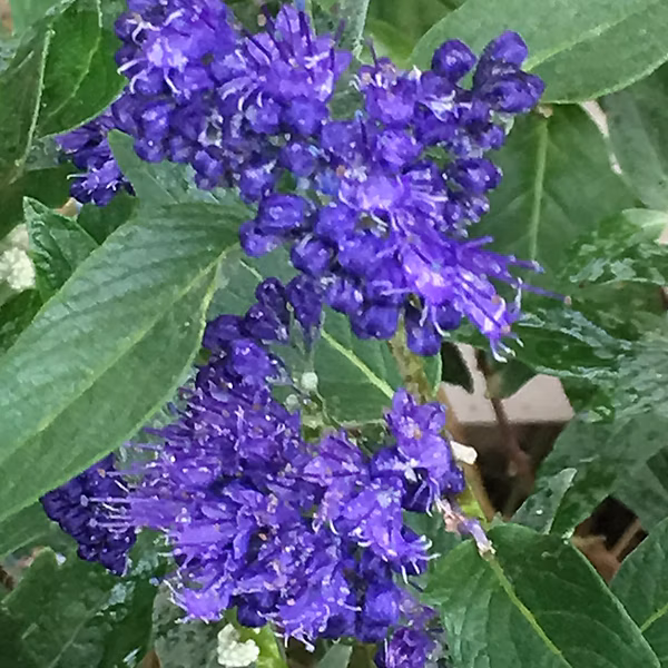 2 x Spirée bleue 'Heavenly Blue' – Caryopteris clandonensis 'Heavenly Blue', 25, 30 cm pot