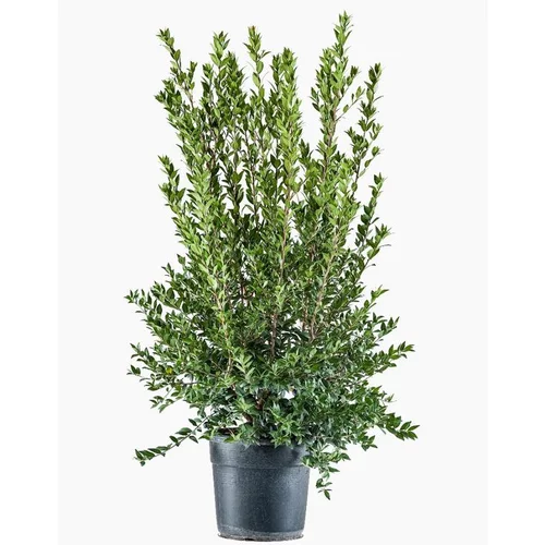 Myrte Commun pot 3 L