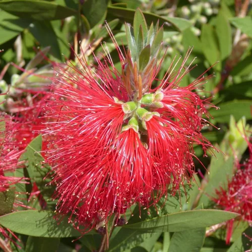 Callistemon Laevis. Le pot de 10 litres