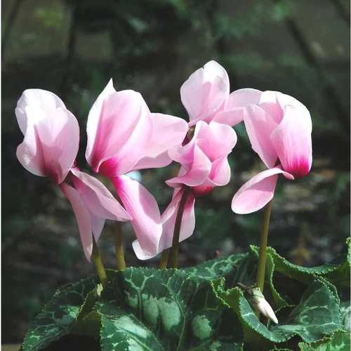Mini Cyclamen - Le pot de 1 litre