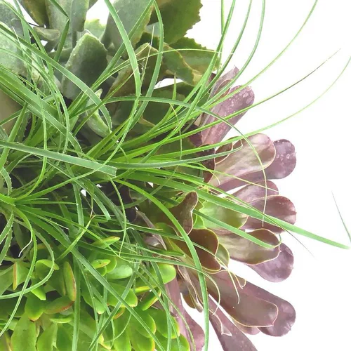 Succulentes - Le pot de 20 cm