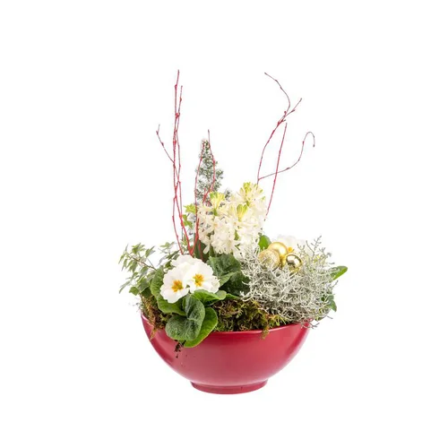 Composition jacinthes et primevère en coupe rouge