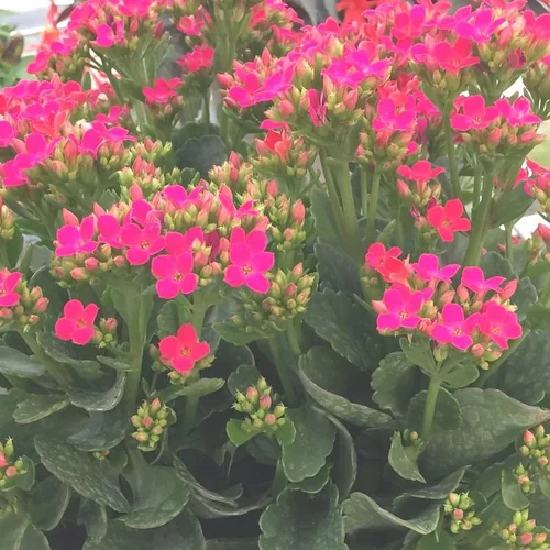 Kalanchoe - La pot de 1,4 litre