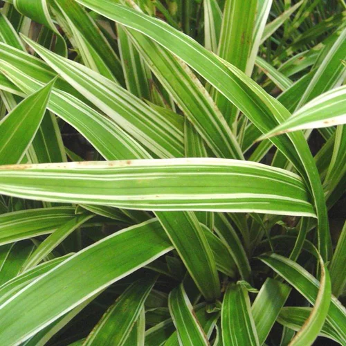 Carex morrowii Ice Dance ou Laîche du Japon vert - Le pot de 1 litre